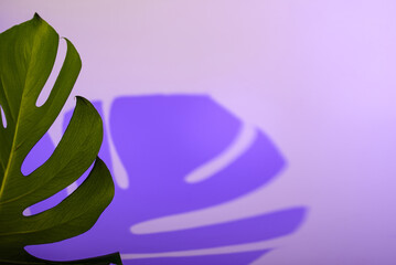 Green monstera leaf on purple background