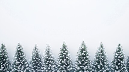 Obraz premium Christmas trees adorned with glistening snow, arranged in a minimalist style on a white background, emphasizing holiday elegance. Space for text.
