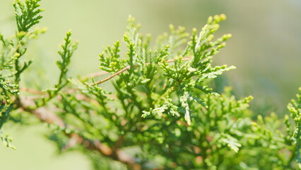 Thuja Branches. Branch Of Thuja With Flowering Cones. Close up.