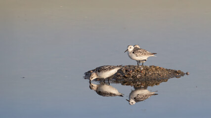 Stretching Sanderling - Calidris alba