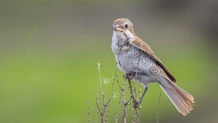 Red-backed shrike perched on dry bush