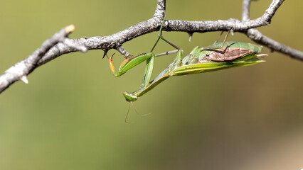 European mantis - Mantis religiosa