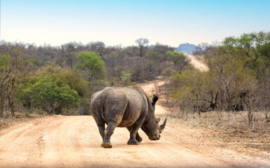 Naklejka premium Adult male white rhinoceros, Ceratotherium simum, on a dirt road in Kruger National Park, South Africa.