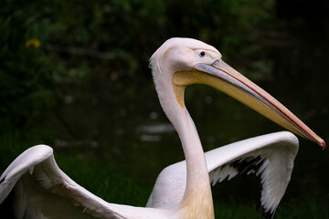Great White Pelican (Pelecanus onocrotalus).