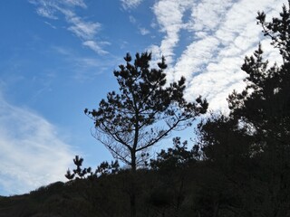 Cloudy Sky Over Natural Landscape with Trees and Twigs