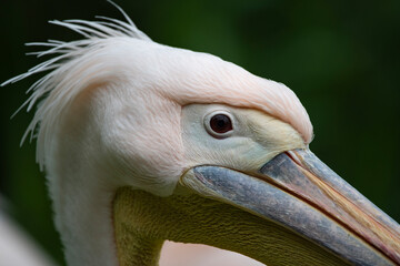 Great White Pelican (Pelecanus onocrotalus).