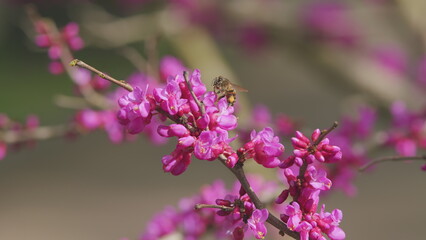 Beautiful Flowers Background. Pink Flowers On Judas Tree With Bees Working And Sun Shining Brightly In Spring. Close up.