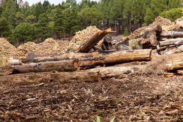 Gran Canaria, Las Cumbres, a sight of wildfire where non-endemic pine trees burnt, was subsequently cut and partially chipped 