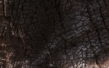 bark of a pine tree, burnt to black in wildfire, natural floral background