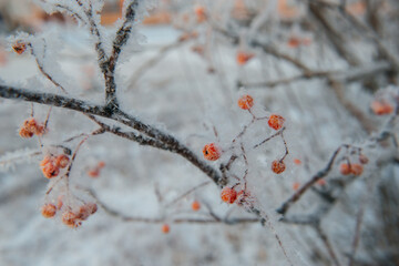 mountain ash in a winter park in white frost