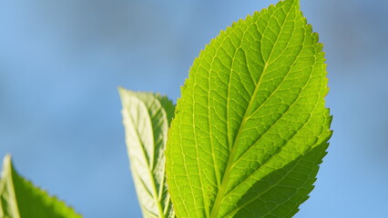 Summer Theme. Green Leaf With Detailed Structure. Green Leaf Of Fresh Natural Plant. Pan.