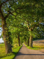 Naklejka premium An oak avenue on a sunny morning