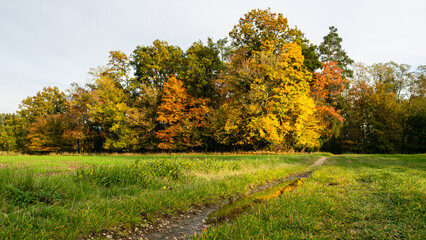 Colorful autumn in the Czech forest.