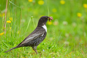 A Ring Ouzel standing in a meadow