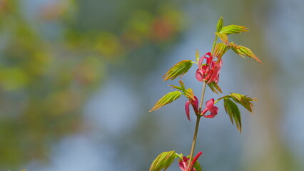Spring Is Coming. Green Japanese Maple Tree Or Acer Palmatum. Green Japanese Maple Tree. Still.