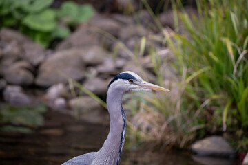 Naklejka premium The Grey Heron (Ardea cinerea).
