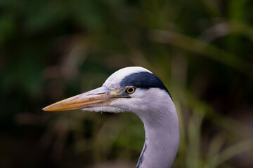 The Grey Heron (Ardea cinerea).