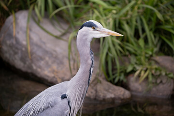 The Grey Heron (Ardea cinerea).