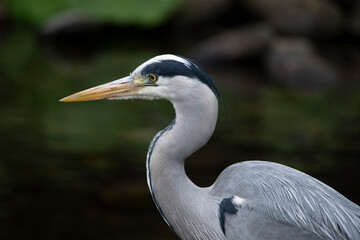 The Grey Heron (Ardea cinerea).