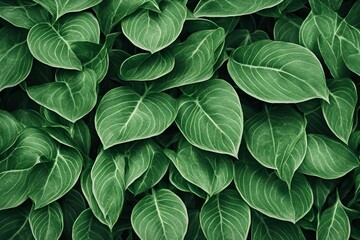Fototapeta premium Green botanical plant leaves texture.