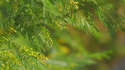 Fototapeta premium Branch With Yellow Mimosa Flowers Or Acacia Dealbata. Acacia Dealbata Tree With Gold Blossom. Close up.