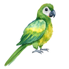Fototapeta premium Watercolor Green Parrot Bird Painting Tropical Wildlife Exotic Bird Art