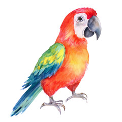 Fototapeta premium Colorful Scarlet Macaw Parrot Watercolor Painting Illustration