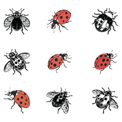 ladybug vector art and illustration