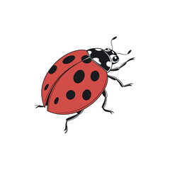 ladybug vector art and illustration