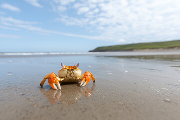 Obraz premium Burrowing Behavior. A vibrant crab walks along a sandy beach with gentle waves lapping in the background under a bright sky.