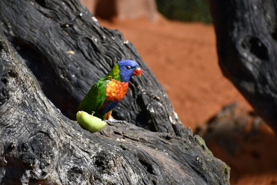 Loriquet arc-en-ciel 