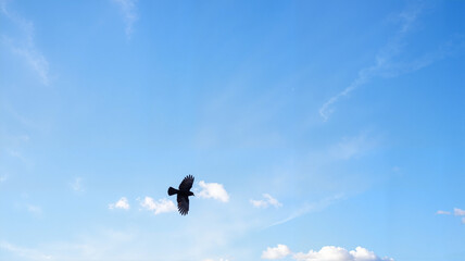 Black bird flying in a bright blue sky