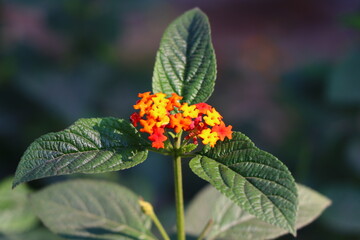 Lantana Camara, Lantana, West India Lantana, Red Flower, Flower