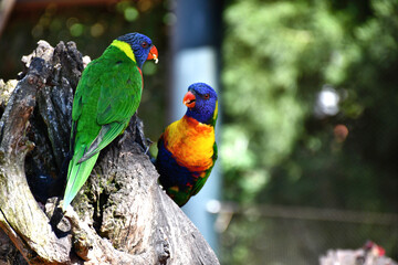 Loriquets arc-en-ciel