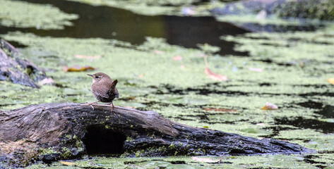 tiny house wren bird on log in bog pond swamp (still water small animal wildlife photography) prospect park avian brooklyn new york urban animals