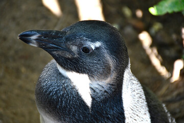 Naklejka premium Tête de manchot