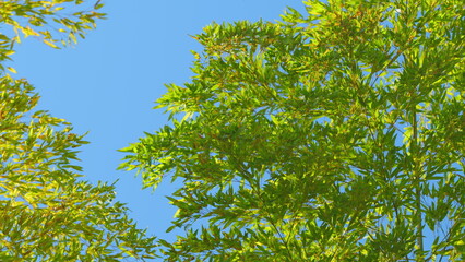 Beautiful Bamboo Foliage Background. Green Bamboo Leaves Against Blue Sky Background.