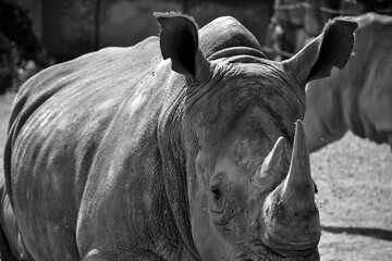 Portrait d'un rhino