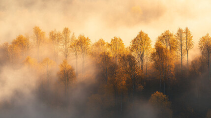 Fototapeta premium Gentle morning mist with golden sunrise casting rays through autumn forest canopy