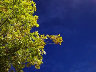 Autumn tree and sky background