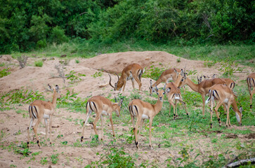 Antelopes. Tanzania. Africa.