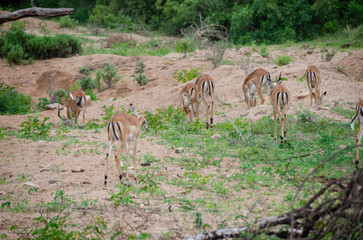 Antelopes. Tanzania. Africa.