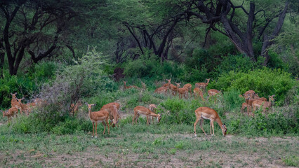 Antelopes. Tanzania. Africa.