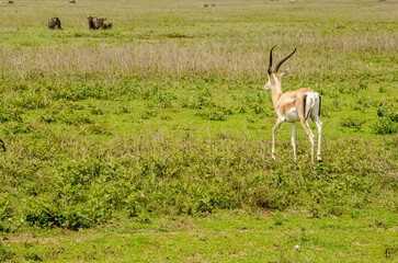 Antelopes. Tanzania. Africa.