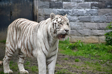 Tigre blanc