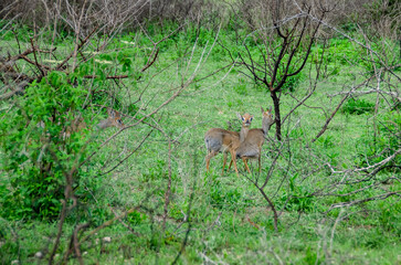 Antelopes. Tanzania. Africa.