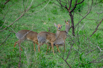 Antelopes. Tanzania. Africa.