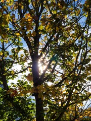 Autumn leaves and trees on a sunny day