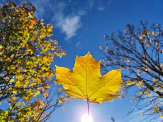 Autumn yellow leaf over blue sky and sun background
