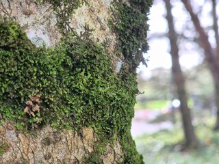 Moss on a tree close view natural background